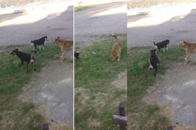 MUNICIPIUL ORȘOVA, PLIN DE MAIDANEZI