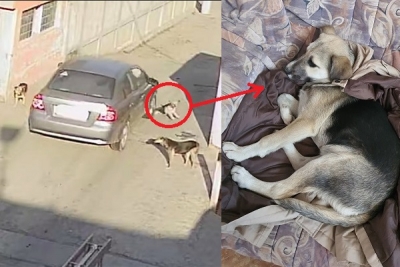 CRUZIME FĂRĂ MARGINI! Un individ trece cu mașina peste un câine (VEZI IMAGINILE!)