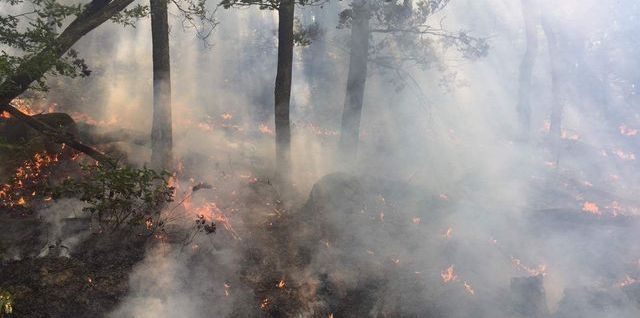 Foc padure2