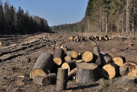 SERIAL: Mafia pădurilor dispare doar când ROMSILVA se va depolitiza. EPISODUL 1