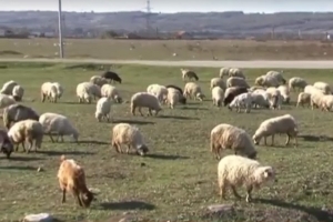 50 DE ANIMALE SF&Acirc;ŞIATE DE URS LA BAHNA