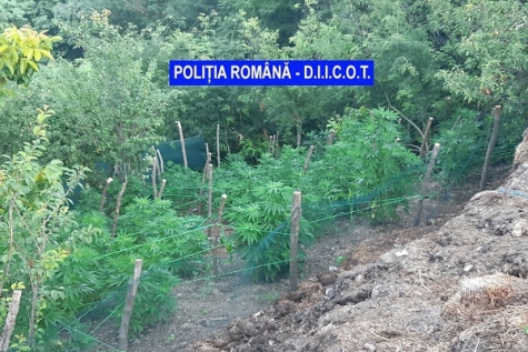 Grădina cu cannabis de la Breznița Ocol