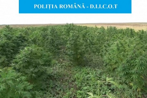 CAPTURĂ RECORD A DIICOT MEHEDINȚI: DOUĂ TONE DE CANABIS