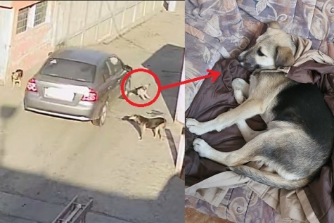 CRUZIME FĂRĂ MARGINI! Un individ trece cu mașina peste un câine (VEZI IMAGINILE!)