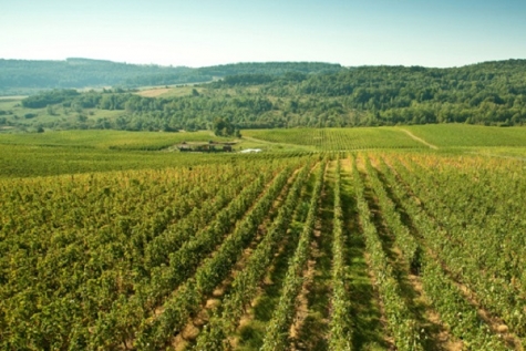 CORCOVA: VINURI DE CALITATE, LA CONCURENŢĂ CU FRANCEZII